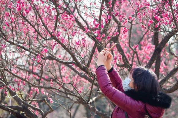 2024南京梅花山门票收费标准