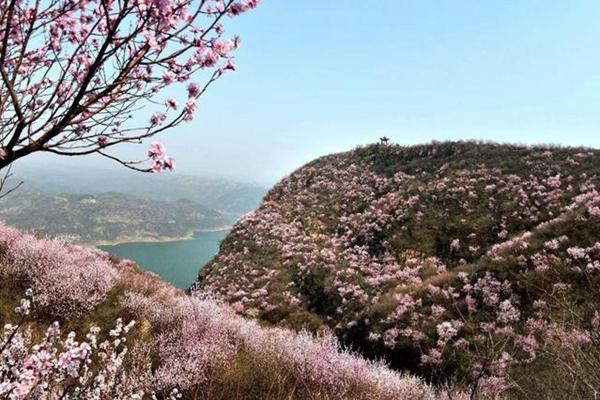 洛阳春季赏花哪里好 洛阳赏花地点排行榜