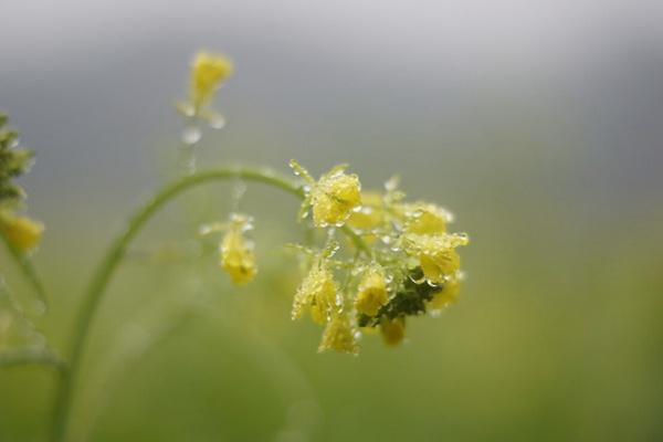 油菜花怎么拍照才好看?这位摄影师说得很清楚