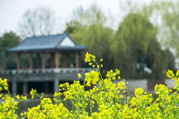 油菜花怎么拍照才好看?这位摄影师说得很清楚