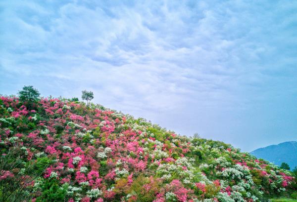 2024武汉杜鹃花什么时候开花 杜鹃花在哪里看最好