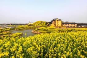 无锡看油菜花最好的地方在哪里