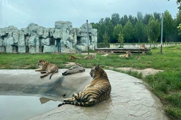 2024衡水野生动物园旅游攻略-门票价格-景点信息