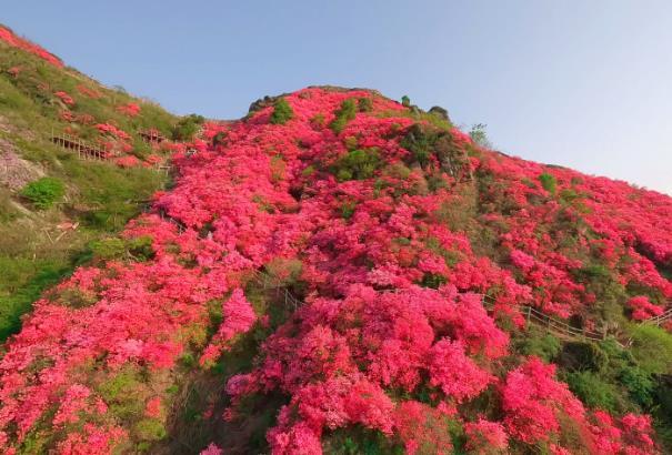 武汉五一赏花好去处