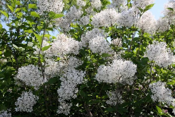 哈尔滨丁香花什么时候开花