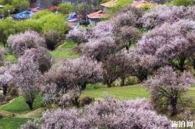 嘎拉桃花村