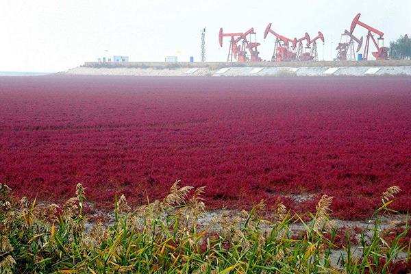 2024鼎翔旅游度假区游玩攻略 - 门票价格 - 开放时间 - 简介 - 地址 - 交通 - 天气 - 电话