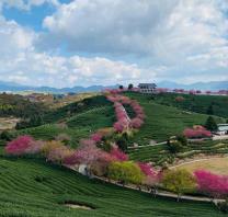 福建永福樱花茶园图片