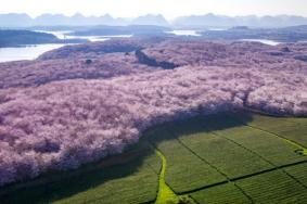 红枫湖平坝万亩樱花园