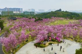 南宁去哪里看樱花最好