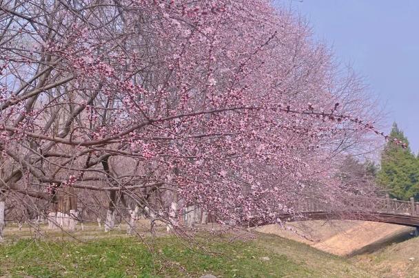 北京三月份赏花最佳地点