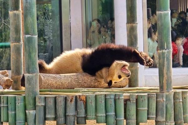 岳阳中华大熊猫苑游玩攻略-门票价格-景点信息