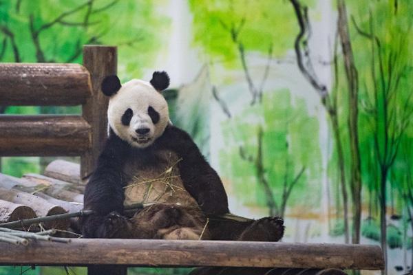 凤凰中华大熊猫苑游玩攻略-门票价格-景点信息