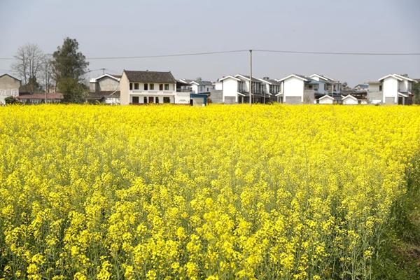 2024潼南崇龛油菜花游玩攻略-门票价格-景点信息