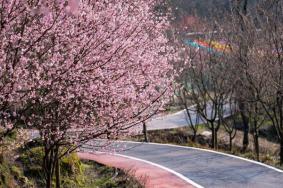 明月山花海原居