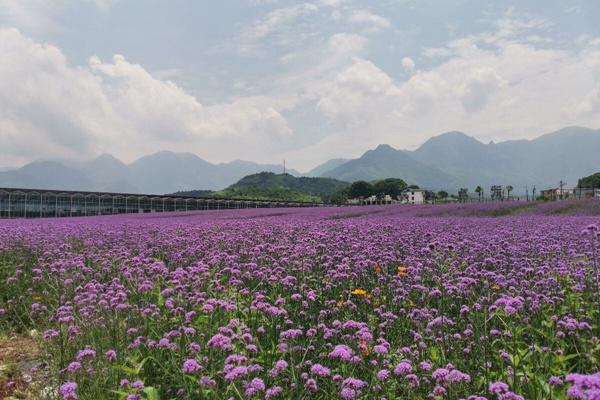 2024武功山花涧里游玩攻略-门票价格-景点信息