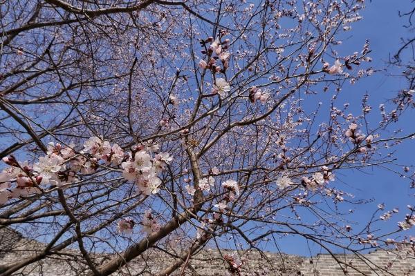 北京赏花时间一览表及地点