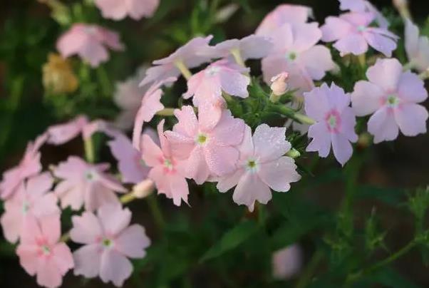 北京赏花时间一览表及地点