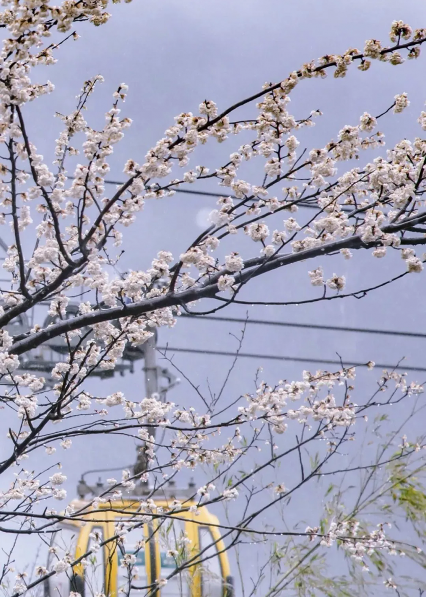 江西春季有哪些赏花的地方推荐?