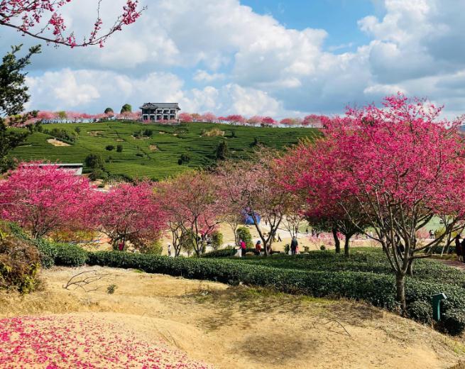 福建永福樱花茶园图片