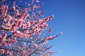 波密桃花沟风景区拉格桑桃花园