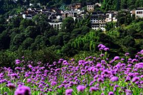 香水花海景区