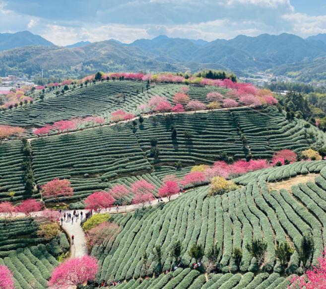 福建永福樱花茶园图片