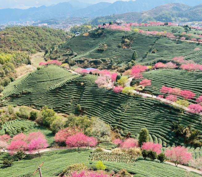 福建永福樱花茶园图片