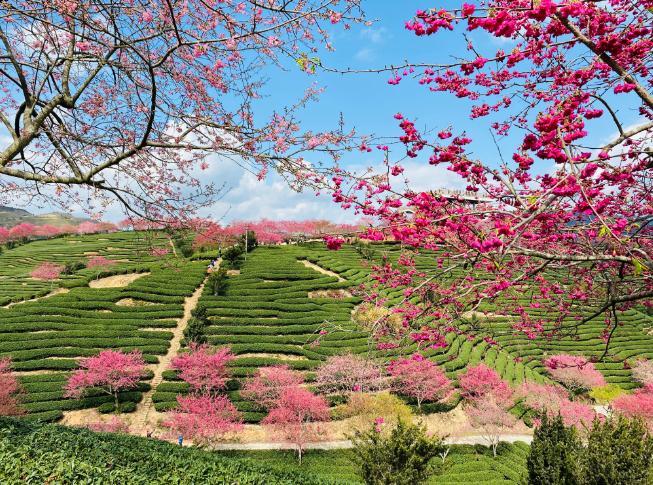 福建永福樱花茶园图片