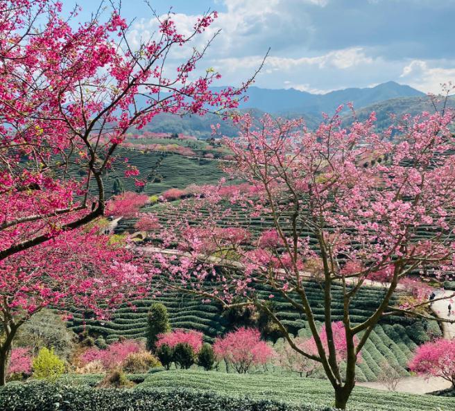 福建永福樱花茶园图片