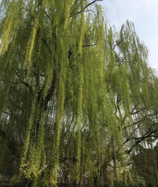 青龙寺图片 西安青龙寺景点图片