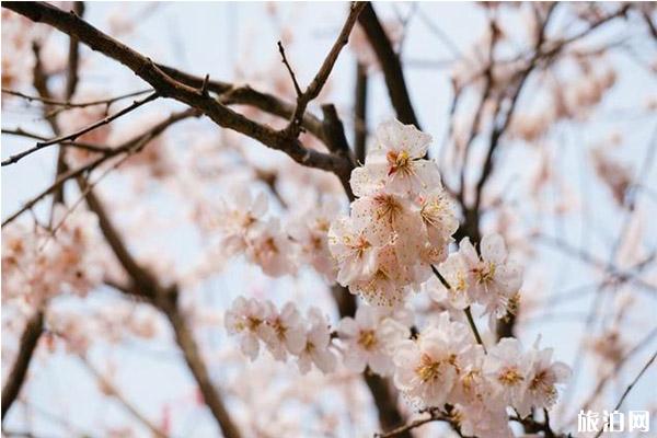 北京中山公园梅花在哪里 盛开图片