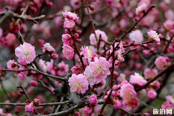 北京中山公园梅花在哪里 盛开图片