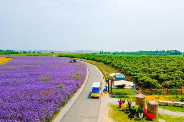 2024高淳固城湖水慢城游玩攻略-门票价格-景点信息