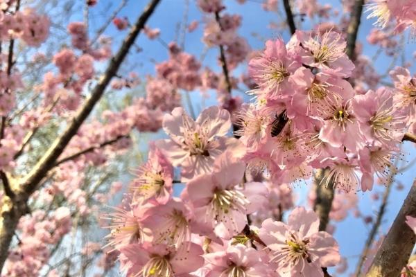 重庆哪里看樱花免费