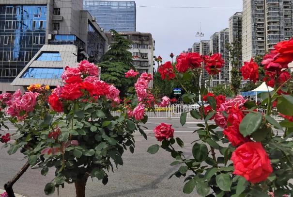 襄阳春季赏花景点有哪些