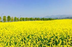 重庆哪里有油菜花海景点