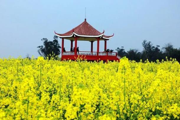 重庆哪里有油菜花海景点