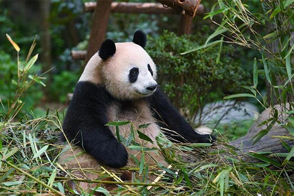 杭州动物园看熊猫怎么预约