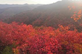 韩城香山红叶