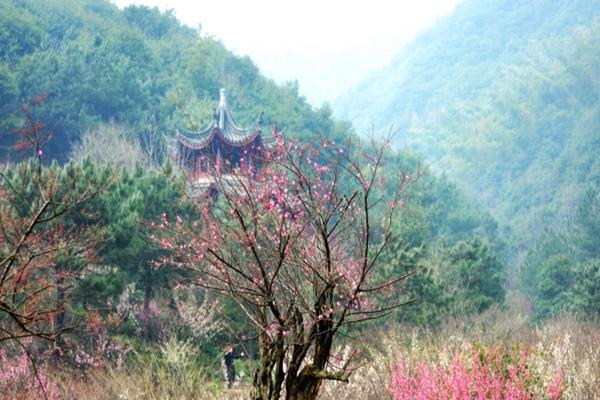 2024南京梅花山要门票吗