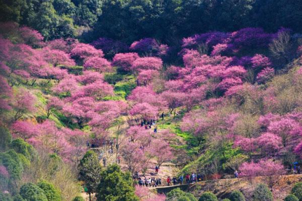 2024苏州香雪海景区游玩攻略-门票价格-景点信息