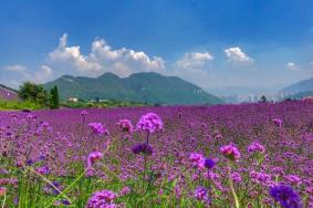 黔北花海