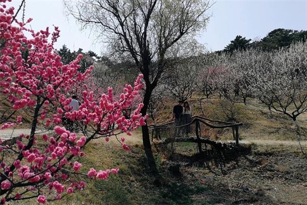 2024青岛十梅庵风景区旅游攻略 - 门票 - 电话 - 开放时间 - 景区介绍 - 地址 - 交通 - 天气