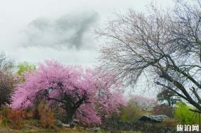 波密桃花沟风景区