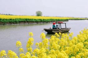 兴化水上油菜花(千垛菜花)景区