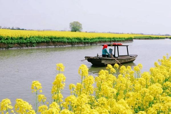 2024兴化水上油菜花景区游玩攻略-门票价格-景点信息