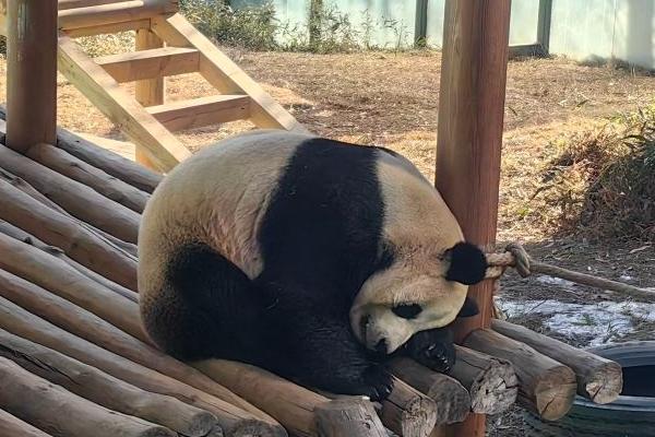 洛阳哪个动物园有大熊猫