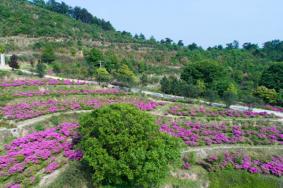 武穴市龙门花海景区