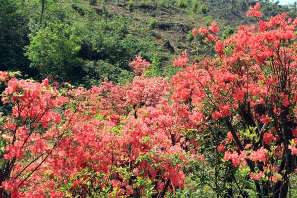 2022万罗山风景区旅游攻略 - 门票价格 - 开放时间 - 地址 - 景点介绍